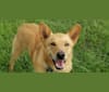 Photo of Cornbread, an American Pit Bull Terrier, Chow Chow, Cocker Spaniel, Australian Shepherd, and Mixed mix in Texas, USA
