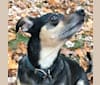 Photo of Biscuit aka Biz, a Chihuahua, Rat Terrier, Toy Fox Terrier, Dachshund, and Miniature Pinscher mix in Little Rock, Arkansas, USA