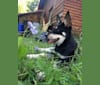 Bombao, an Eastern European Village Dog tested with EmbarkVet.com
