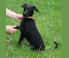 Miss Gracie Mansion OA OAJ NF, an Italian Greyhound and Poodle (Small) mix tested with EmbarkVet.com