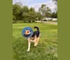 Hela, a Siberian Husky and German Shepherd Dog mix tested with EmbarkVet.com