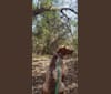 Photo of Rhett, an American Pit Bull Terrier and German Shorthaired Pointer mix in Huntsville, Texas, USA