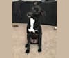 Tucker, a Staffordshire Terrier and Labrador Retriever mix tested with EmbarkVet.com