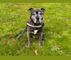 Ultimate Rainbow, a Staffordshire Bull Terrier tested with EmbarkVet.com