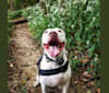 Champion, an American Pit Bull Terrier and American Bulldog mix tested with EmbarkVet.com