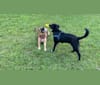 Donny El Dante, a Border Collie and German Shepherd Dog mix tested with EmbarkVet.com