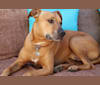 Charlie, an American Pit Bull Terrier and Rottweiler mix tested with EmbarkVet.com
