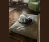 Photo of Sweep Field, a Bedlington Terrier  in Pennsylvania, USA