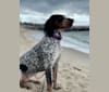 Tessa, a Bluetick Coonhound tested with EmbarkVet.com