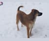 Bandit, a Labrador Retriever and Rottweiler mix tested with EmbarkVet.com