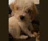 Pax, a Poodle (Small) and Cocker Spaniel mix tested with EmbarkVet.com