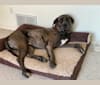 Ragnar Lothbrok, a Great Dane and Neapolitan Mastiff mix tested with EmbarkVet.com