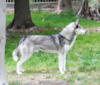 Grimm, a Siberian Husky tested with EmbarkVet.com