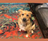 Photo of Sage, a German Shepherd Dog, Australian Shepherd, Great Pyrenees, and Mixed mix in Brenham, TX, USA
