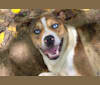 Thor, a Boston Terrier and Siberian Husky mix tested with EmbarkVet.com