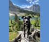 Ember, an Anatolian Shepherd Dog and Border Collie mix tested with EmbarkVet.com