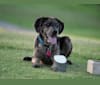 Ozark, an Australian Shepherd and Labrador Retriever mix tested with EmbarkVet.com