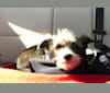 Sunny, a Chihuahua and Pomeranian mix tested with EmbarkVet.com