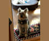 Bertie, a Siberian Husky and Australian Cattle Dog mix tested with EmbarkVet.com