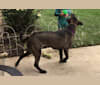 Photo of Luna, an American Pit Bull Terrier, Norwegian Elkhound, and German Shepherd Dog mix