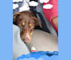 Milo Blue, a Labrador Retriever and Australian Cattle Dog mix tested with EmbarkVet.com