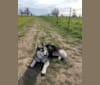 Irie, a Siberian Husky and German Shepherd Dog mix tested with EmbarkVet.com
