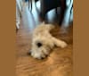 Photo of Rex, a Pomeranian, Maltese, Great Pyrenees, and Mixed mix in Austin, Texas, USA