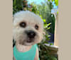 Beau, a Poodle (Small) and Russell-type Terrier mix tested with EmbarkVet.com