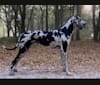 Molly, a Great Dane tested with EmbarkVet.com