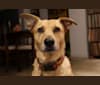 Zara, a Rottweiler and German Shepherd Dog mix tested with EmbarkVet.com