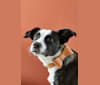 Pfeiffer, an American Pit Bull Terrier and Australian Cattle Dog mix tested with EmbarkVet.com