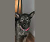 TillyMatilda, a Southeast Asian Village Dog tested with EmbarkVet.com