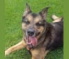 Doozie, a German Shepherd Dog and Australian Cattle Dog mix tested with EmbarkVet.com
