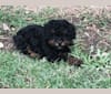 Photo of Remi, a Poodle (Small)  in Cub Run, KY, USA