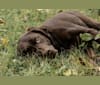 Photo of TILDEN'S THEIA, a Labrador Retriever, German Shorthaired Pointer, and Pointer mix in Puposky, Minnesota, USA