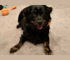 Wylie, a Mixed and Pug mix tested with EmbarkVet.com