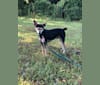 Photo of Rusty, a Chihuahua, Russell-type Terrier, and Mixed mix in Noble, Oklahoma, USA
