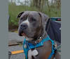 Blue Bullet, an American Pit Bull Terrier and American Staffordshire Terrier mix tested with EmbarkVet.com