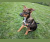 Roxie, an Australian Cattle Dog and American Pit Bull Terrier mix tested with EmbarkVet.com