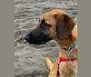 Roux, a Belgian Malinois and Beagle mix tested with EmbarkVet.com