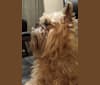 Groucho, a Brussels Griffon tested with EmbarkVet.com