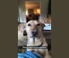 Decker, a German Shepherd Dog and Labrador Retriever mix tested with EmbarkVet.com