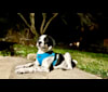 Tate, a Great Pyrenees and American English Coonhound mix tested with EmbarkVet.com