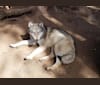 Tiberius a dog tested with EmbarkVet.com