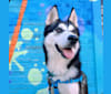 Zulia, a Siberian Husky and Chow Chow mix tested with EmbarkVet.com