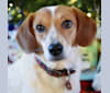 Bodie, an Australian Cattle Dog and Beagle mix tested with EmbarkVet.com