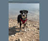 Sebastian, a Siberian Husky and American Pit Bull Terrier mix tested with EmbarkVet.com