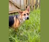 Rini, a German Shepherd Dog and Jindo mix tested with EmbarkVet.com