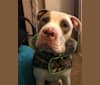 Photo of Remington, an American Pit Bull Terrier and American Staffordshire Terrier mix in Xenia, Ohio, USA