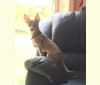 Westin, a Chihuahua and Rat Terrier mix tested with EmbarkVet.com